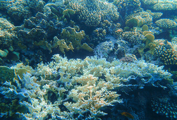 Coral reef underwater. White branching acropora with yellow porites and rounded platygyra colonies,
