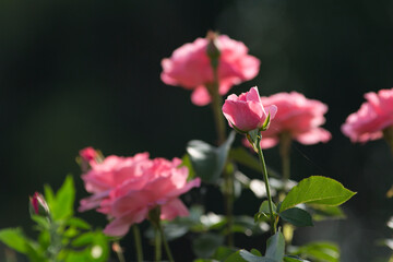 Garden pink roses on a dark background