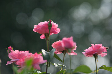 Garden pink roses on a dark blurred background