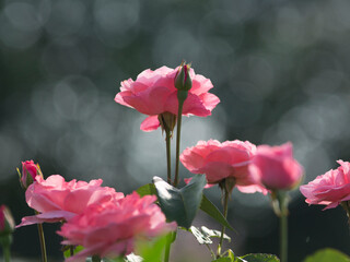 Garden pink roses on a dark blurred background