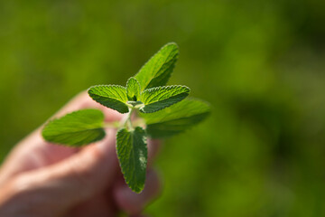 A sprig of mint in the hand on a blurred green background