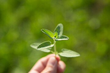 A sprig of mint in the hand on a blurred green background