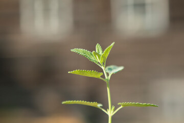 A sprig of mint against the background of an old wooden house