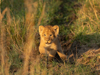 lion cub in the grass