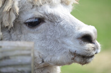 Fototapeta premium close up of a white alpaca