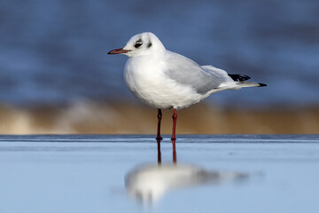 Black headed Gull standing on a wet sandy beach