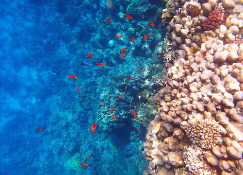 Anthias pseudanthias swimming near porites and acropora coral colonies on reef wall, tropical