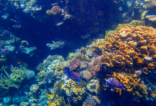 Coral reef in sea. Underwater marine habitat with tropical fish, exotic lagoon, biodiversity,