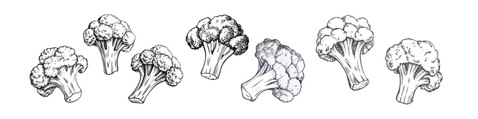 Hand-drawn sketch illustration of broccoli. Detailed and classic design, perfect for packaging, branding, farmer markets, menus, and botanical prints. Ideal for organic and healthy food designs
