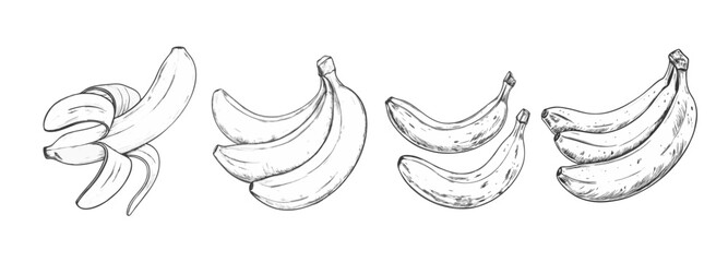Engraved-style hand-drawn illustration of bananas. Detailed vintage drawing, perfect for classic designs and packaging.