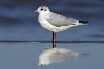Black headed Gull standing on a wet sandy beach