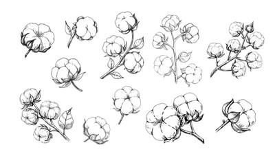 Elegant sketch-style illustration of cotton branches with detailed line art. Perfect for botanical designs, textiles, packaging, labels, and rustic or organic-themed projects.
