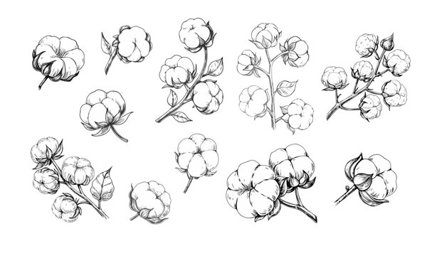 Elegant sketch-style illustration of cotton branches with detailed line art. Perfect for botanical designs, textiles, packaging, labels, and rustic or organic-themed projects.