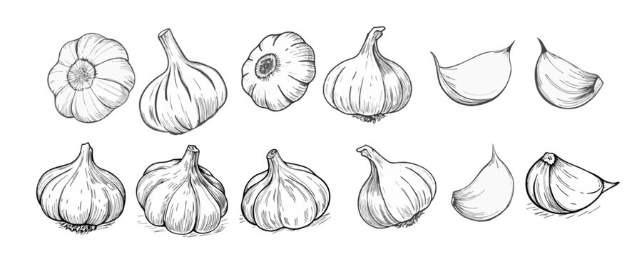 Hand-drawn sketch of a garlic. Vegetable drawing. Detailed vintage-style illustration, perfect for packaging, branding, farmers markets, organic food labels, menus, and botanical prints.