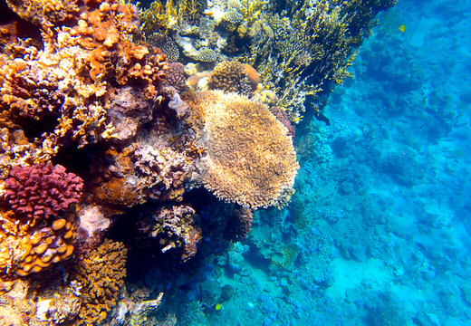 Coral reef underwater. Acropora table coral surrounded by red pocillopora and orange millepora