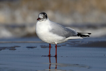 Black headed Gull standing on a wet sandy beach