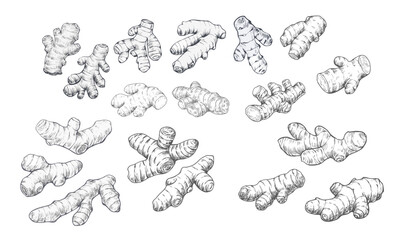 Detailed hand-drawn sketch of a ginseng root in a realistic line art style. Ideal for botanical, wellness, and herbal product designs, labels, packaging, and nature-inspired projects. Generative AI