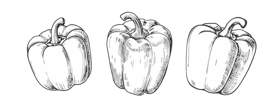 Hand-drawn sketch of a sweet pepper. Vegetable drawing. Detailed vintage-style illustration, perfect for packaging, branding, menus, farmers markets, organic food labels, botanical prints.