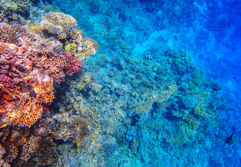 Coral reef underwater. Millepora and pocillopora with acropora and porites colonies form colorful