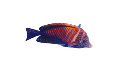 Surgeonfish acanthurus sohal with striped orange body and spotted purple tail fin, tropicalfish