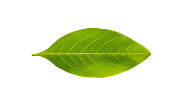 Green leaf isolated on white background for nature botanical design organic plant and eco concept illustration