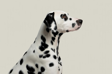 Closeup of a dalmatian dog isolated on white background, showcasing its distinctive black spots and elegant profile in a studio setting