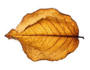 Textured Dried Rose Leaf, Minimalist Studio Shot PNG