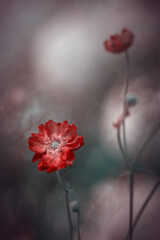 Beautiful Anemone flowers "Pretty Lady Emily" in summer home garden, floral wallpaper, background for design