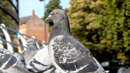 Fototapete bei efototapeten.de bestellen   