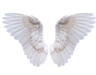Obraz premium Majestic white angel wings spread wide, showcasing intricate feather details against a clean background.