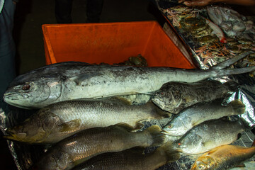 A pile of fresh fish, seafood market, fishing haul, Barramundi fish