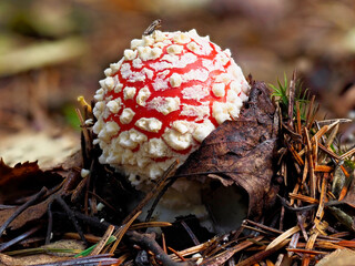 A Young Fly Agaric Mushroom, Amanita muscaria rising from the Forest Floor with a Fly on its Upper surface on one of the White Warts.