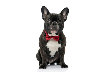 Fototapeta premium Adorable french bulldog puppy wearing a red bow tie sitting isolated on white background looking at the camera with a cute expression