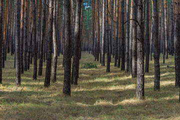 Fototapeta premium Shadows in Pine Forest Soft shadows