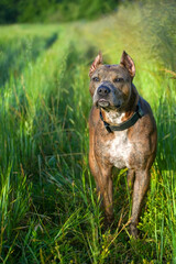 American Staffordshire terrier in grass. Vertical