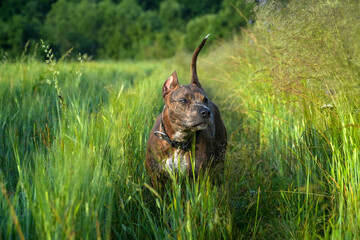 A Staffordshire Terrier dog in a field in the grass in summer. Walking in nature