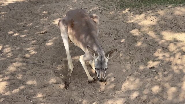 Red kangaroo in a natural park