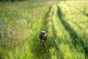 dog American Staffordshire Terrier running in the grass in summer