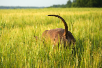 A Staffordshire Terrier dog in a field in the grass in summer. Tail and head
