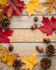 Thanksgiving background - a scattering of colorful autumn leaves. Scattered acorns with caps