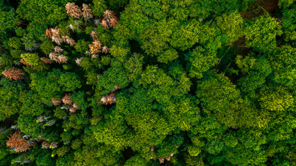 Aerial zenithal view of green trees in a forest. Ideal for backgrounds, textures, and patterns.