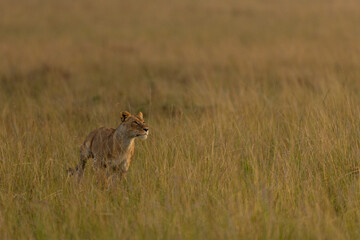 lion running