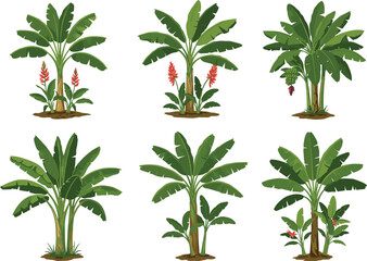 Banana trees illustration, tropical plants vector, green banana leaves, exotic agriculture design, jungle fruit plantation, natural foliage garden, farming background © Ideasy Mind