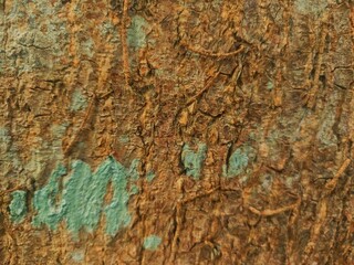 Nature’s story carved in bark