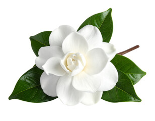 Naklejka premium A single white gardenia flower in full bloom, surrounded by a few deep green glossy leaves, soft shadow and high detail of velvety petals, isolated on a transparent background.