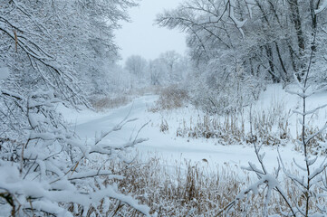 Frozen River in Snowy Forest