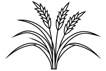 wheat ears isolated on white