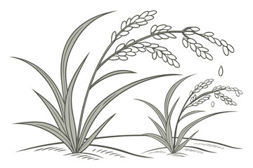 vector illustration of a rice plant