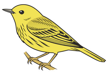 vector illustration of yellow warbler bird