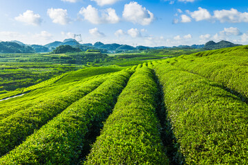 Beautiful green tea plantation with fresh leaves covering rolling hills under a bright blue sky in a rural agricultural area.